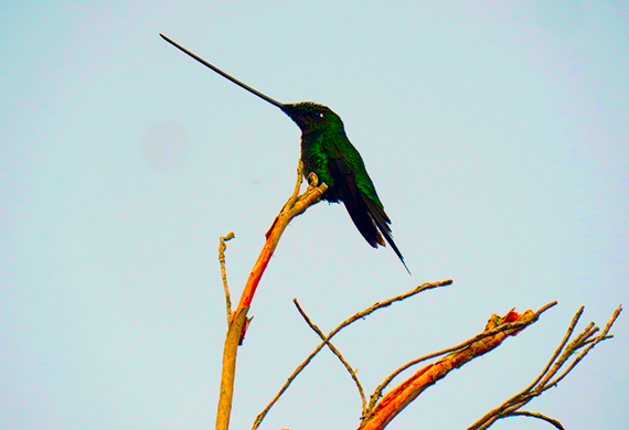 Sword-billed-Hummingbird- Yanacocha,-Pichincha-EC -by Simon Thompson